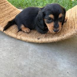 Black and tan longhair female (turquoise collar) - Black and tan female Dachshund puppy in Manteca, California from Sweet and Low Dachshunds