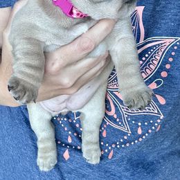 French Bulldog Puppies from Upcountry Frenchies