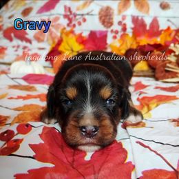 Gravy - Black tri male Miniature Australian Shepherd puppy in Muskogee, Oklahoma from Tagalong Lane Australian shepherds
