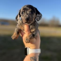 Willow - Dapple female Dachshund puppy in Mc Alester, Ok, Oklahoma from New Hope Miniature Dachshunds