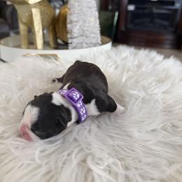 Girl purple collar - Black brindle and white female Boston Terrier puppy in Sunnyside, Washington from Castellanos Bostons