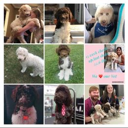 Goldendoodle and Labradoodle Puppies from Blessing Labradoodles, Goldendoodles, standard and mini’s