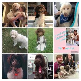 Goldendoodle and Labradoodle Puppies from Blessing Labradoodles, Goldendoodles, standard and mini’s