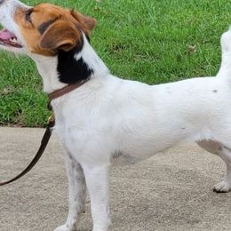 Jack Russell Terriers from Shepherd Park Kennels