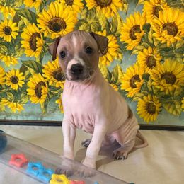Jemmy - Red and white male American Hairless Terrier puppy in Buckingham, Illinois from Gaus Hof