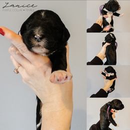 Janice - Black and white female Sheepadoodle puppy in Republic, Missouri from DOOD & Co