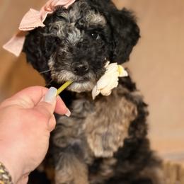 Cheyenne - Merle female Goldendoodle puppy in Saint Louis, Missouri from Jax Doodles