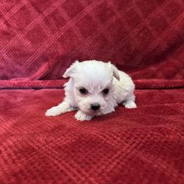 Miso - Tri-color male Coton de Tulear puppy in Avery Creek, North Carolina from AVLCOTONLOVE