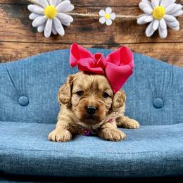 Anastasia (Ana) - Red female Cavapoo puppy in Lancaster, Missouri from Cavapoo Acres