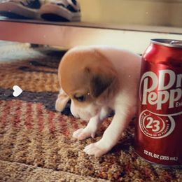 Chihuahua, Pomeranian, and Yorkshire Terrier Puppies from Pampered Pups Kennel