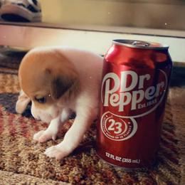 Chihuahua, Pomeranian, and Yorkshire Terrier Puppies from Pampered Pups Kennel