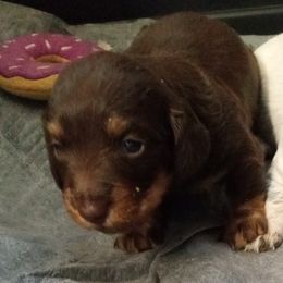 Boy 1 - Chocolate and tan Dachshund puppy in Gracemont, Oklahoma from Frank's Mini Doxies
