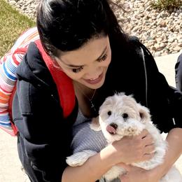 Cavapoo and Goldendoodle Puppies from PJs Puppy Love