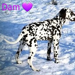 Paizlee - Dalmatian