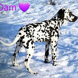 Paizlee - Dalmatian