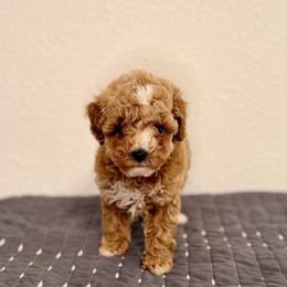 Rose - Red  female Poodle puppy in Bells, Texas from Partridge Doodles and Poodles