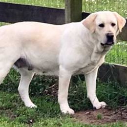 Labrador Retrievers from Pond Creek Labradors