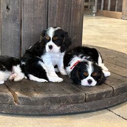 Basset Hound, Cavalier King Charles Spaniel, and Mastiff Puppies from Southern Oaks Kennel
