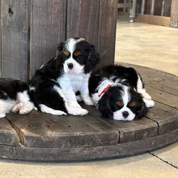Basset Hound, Cavalier King Charles Spaniel, and Mastiff Puppies from Southern Oaks Kennel