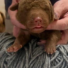 Grey Male - Brown male Chesapeake Bay Retriever puppy in Houston, Texas from Monarch Chesapeakes