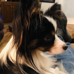 Leah - Papillon