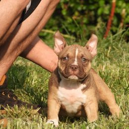 Penndragon - Red sable female American Bully puppy in Orlinda, Tennessee from SimplyBullies