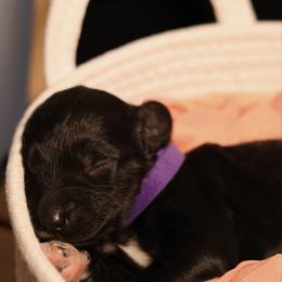 Purple collar - Black female Goldendoodle puppy in Palmetto Bay, Florida from SOMIDOODLES