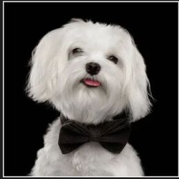Kash - Maltese