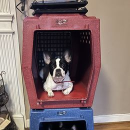 French Bulldogs from Ciel Vivant Kennels