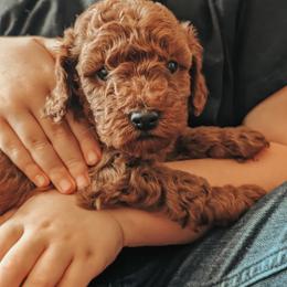 Copper - Red  male Poodle puppy in Benton, Illinois from J & J Miniature Poodles