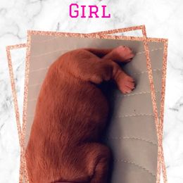 Golden Retriever Puppies from Sydney’s Goldens