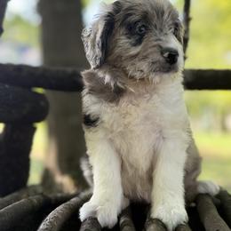 Bordoodle Puppies from Borders of Eby Eden