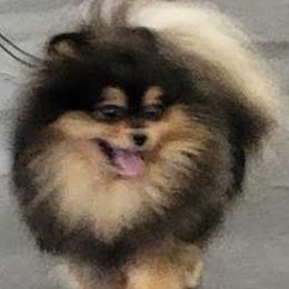 Pembroke Welsh Corgis and Pomeranians from Bingo's Kennel