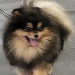 Pembroke Welsh Corgis and Pomeranians from Bingo's Kennel