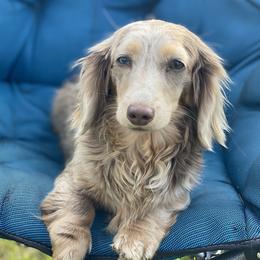 Lady - Dachshund