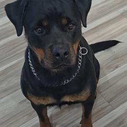 Xandi - Black and mahogany female Rottweiler puppy in Lake City, Florida from Haus Der Wut Kennels