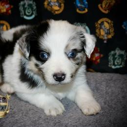 Toto - Blue merle male Australian Shepherd puppy in El Dorado Springs, Missouri from HP Aussie Kennels