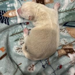 Boy 2 - White male Siberian Husky puppy in Laneville, Texas from ETX Huskies