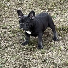Boy 1 - French Bulldog puppy from Dixon's Kennel