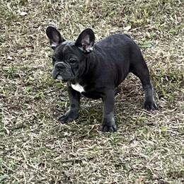 Boy 1 - French Bulldog puppy from Dixon's Kennel