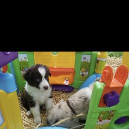 Australian Shepherd Puppies from DoubleL Aussies