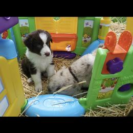 Australian Shepherd Puppies from DoubleL Aussies