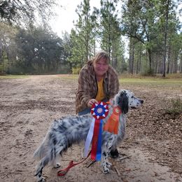 English Setter, Golden Retriever, and Gordon Setter All Grown Up from Katherine's Gordon Setters, English Setters, and Golden Retrievers