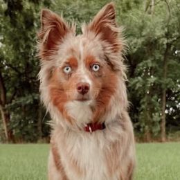 Toy Australian Shepherds from Buffalo Tree Farms