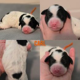 Carl - Black and white male Bernedoodle puppy in Summerville, South Carolina from Channys Doodles