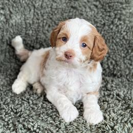 Keoni - Blenheim male Cavapoo puppy in Floyd, Virginia from Hearts and Paws Poodles and Doodles
