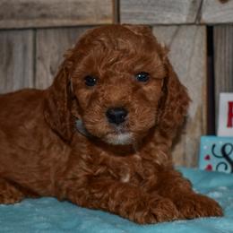 Cupid - Red  male Goldendoodle puppy in Macedon, New York from Toodles Goldendoodles