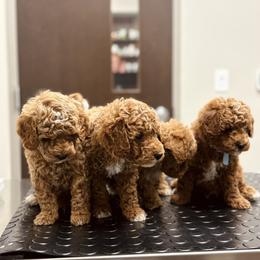 Bernedoodle, Goldendoodle, and Poodle Puppies from 4goldendoodles