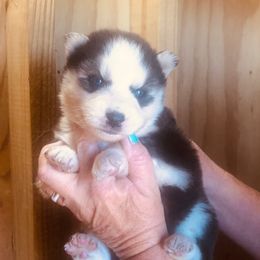 Loki - Black and white male Siberian Husky puppy in Thomasville, Georgia from Southern Blues Siberian Huskies