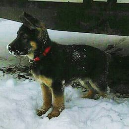 German Shepherd Puppies from Dawnhill